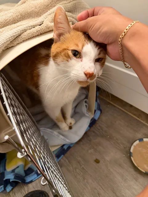 Bo at the mouth of his carrier, leaning his head into a hand for scratches