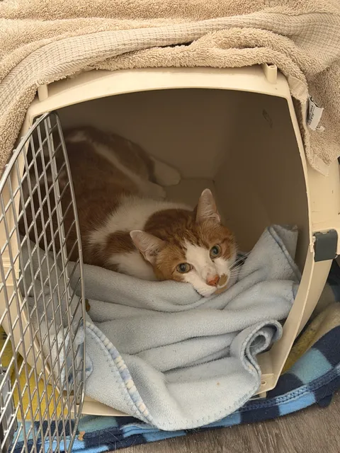 Bo tucked into the back of his carrier against a blue fleece blanket, eyes up on the camera
